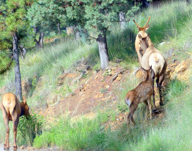 The calf trails behind the elk cows as they head up the mountain.