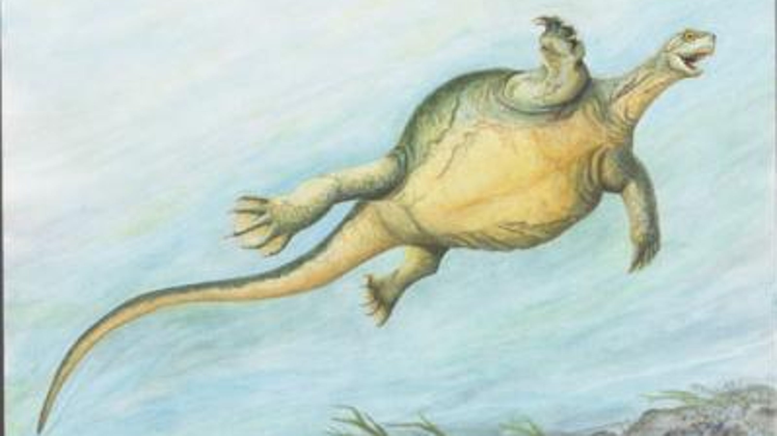 Ancient turtle fossil had no shell, Nature study says