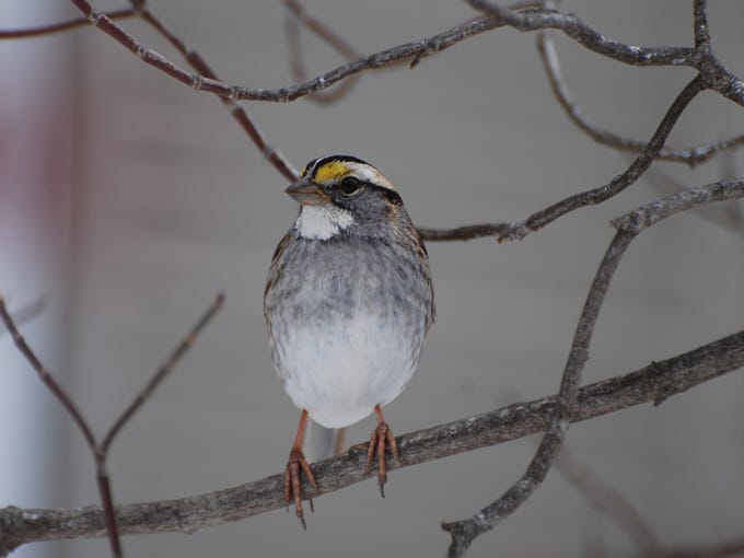 Winter backyard birds of New Jersey