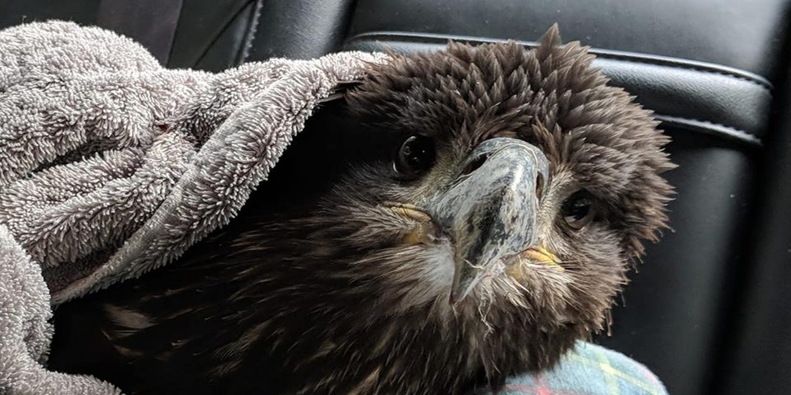 Patersons First Bald Eagle Dies Possibly From West Nile Virus