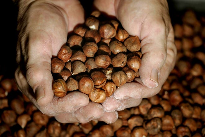 Joe Parsons, chef at Columbia Empire Farms in Sherwood, Ore., holds out Hazelnuts at the farm. The U.S. Department of Agriculture is predicting an excellent hazelnut harvest this fall and Oregon growers agree.