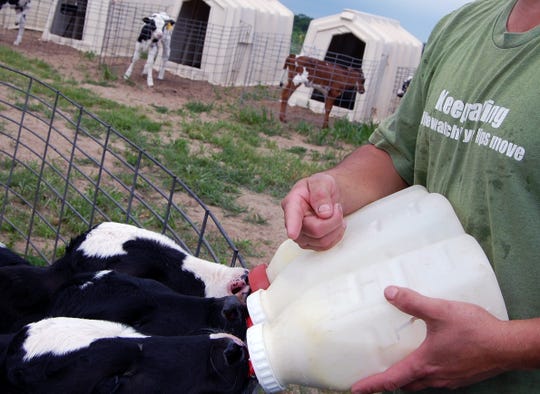 An immigrant worker at a Wisconsin dairy feeds calves. Photo taken in 2009.