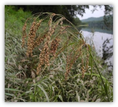 A botanist with the state Department of Environmental Protection discovered stalked woolgrass along the shore of the Delaware River in July. The last sighting of the plant was in Sussex County on July 4, 1918.