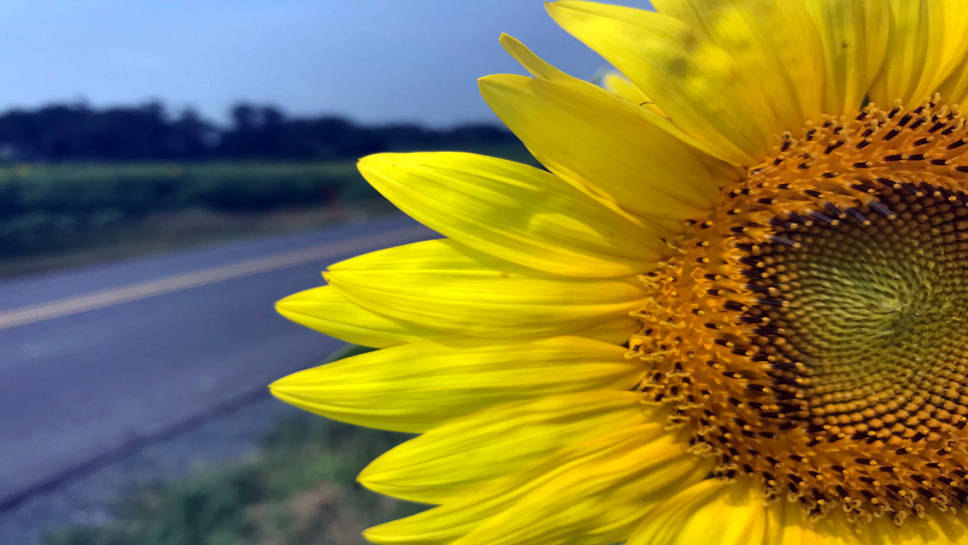 A giant sunflower field is in bloom south of Chambersburg Pa.
