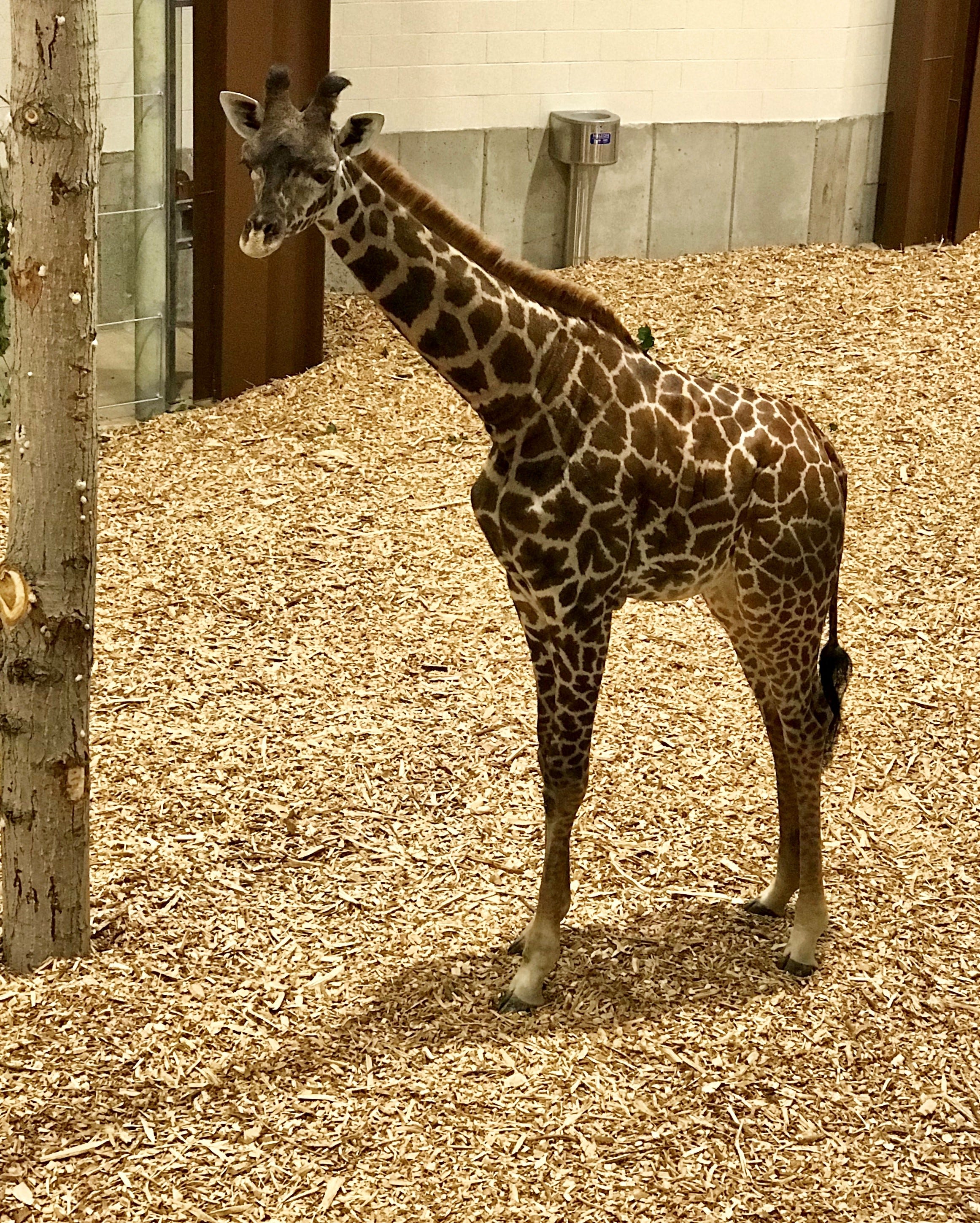 How do you transport a giraffe, and how did two get to Seneca Park Zoo?