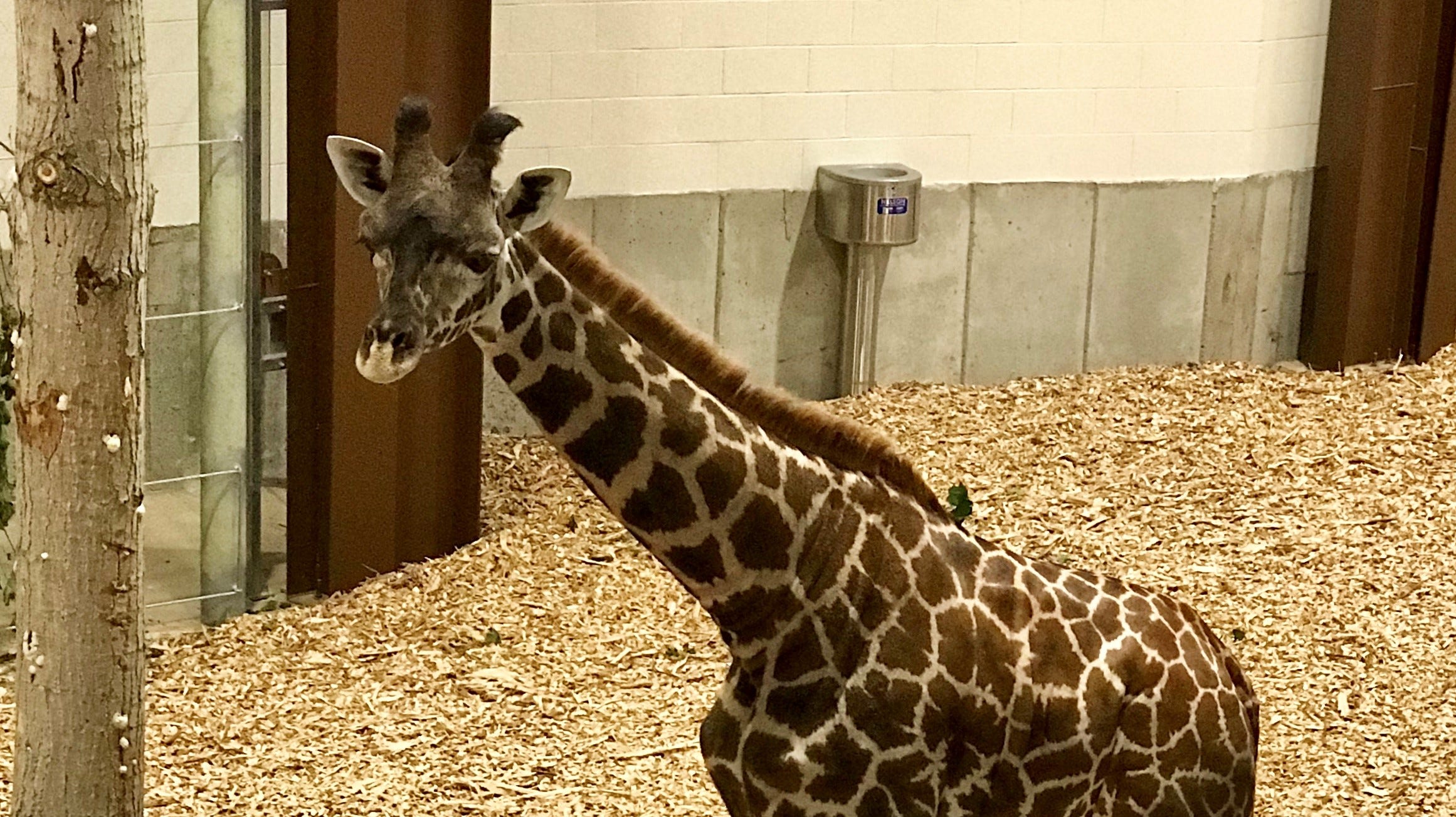 How do you transport a giraffe, and how did two get to Seneca Park Zoo?