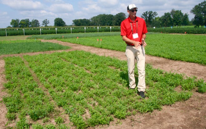 David Huset, Legacy Seeds director of forage research, checks the regrowth of alfalfa cut nine days ago on this plot at the company’s Waupaca research farm.