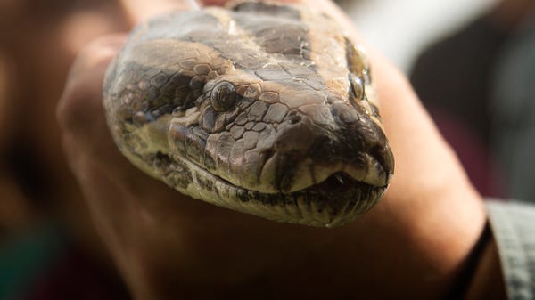 A Burmese python is displayed in Davie, Florida...