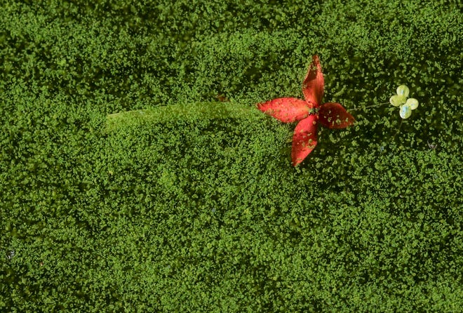 The bloom of a fallen flower floats in an algae-covered canal near the Midpoint Bridge in Cape Coral  in August, 2018.  Cape Coral is considering beefing up a fertilizer control ordinance to get ahead of the potential for future infestations.