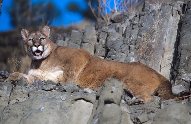 A judge has sentenced three men from Livingston for killing a mountain lion in Yellowstone National Park.