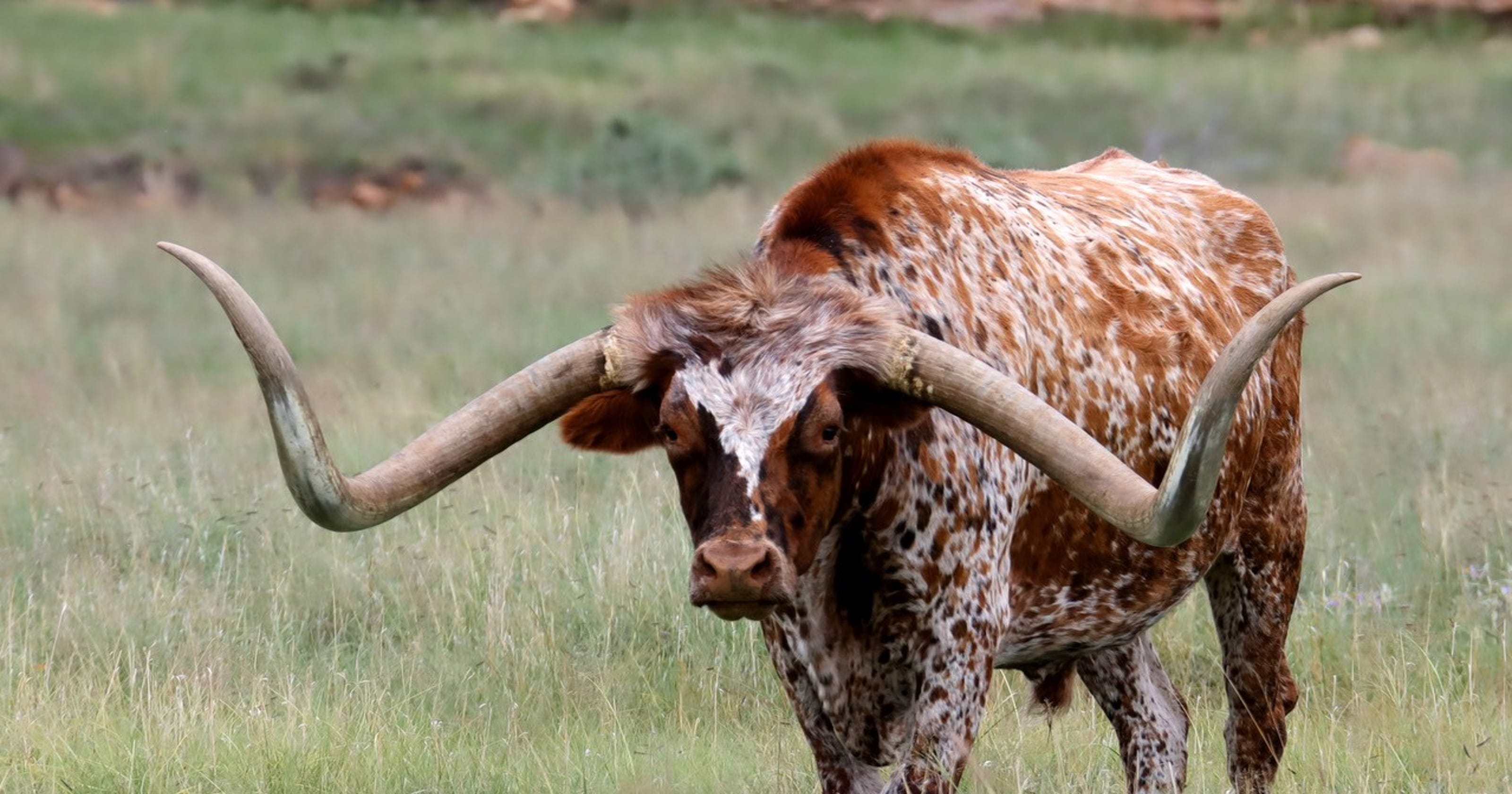 That Longhorn Steer record didn't stand long... Outdoor Board