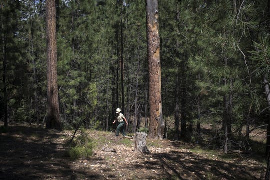 Linda Wadleigh, a ranger in the Mogollon Rim District, walks through an area of the General Springs Timber sale in the Coconino National Forest.