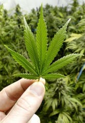 Cultivated marijuana