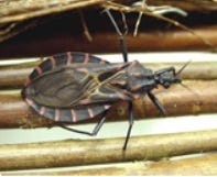 A variety of triatomine insect, commonly called a kissing bug, has tested positive for the parasite trypanosoma cruzi in Wichita County.