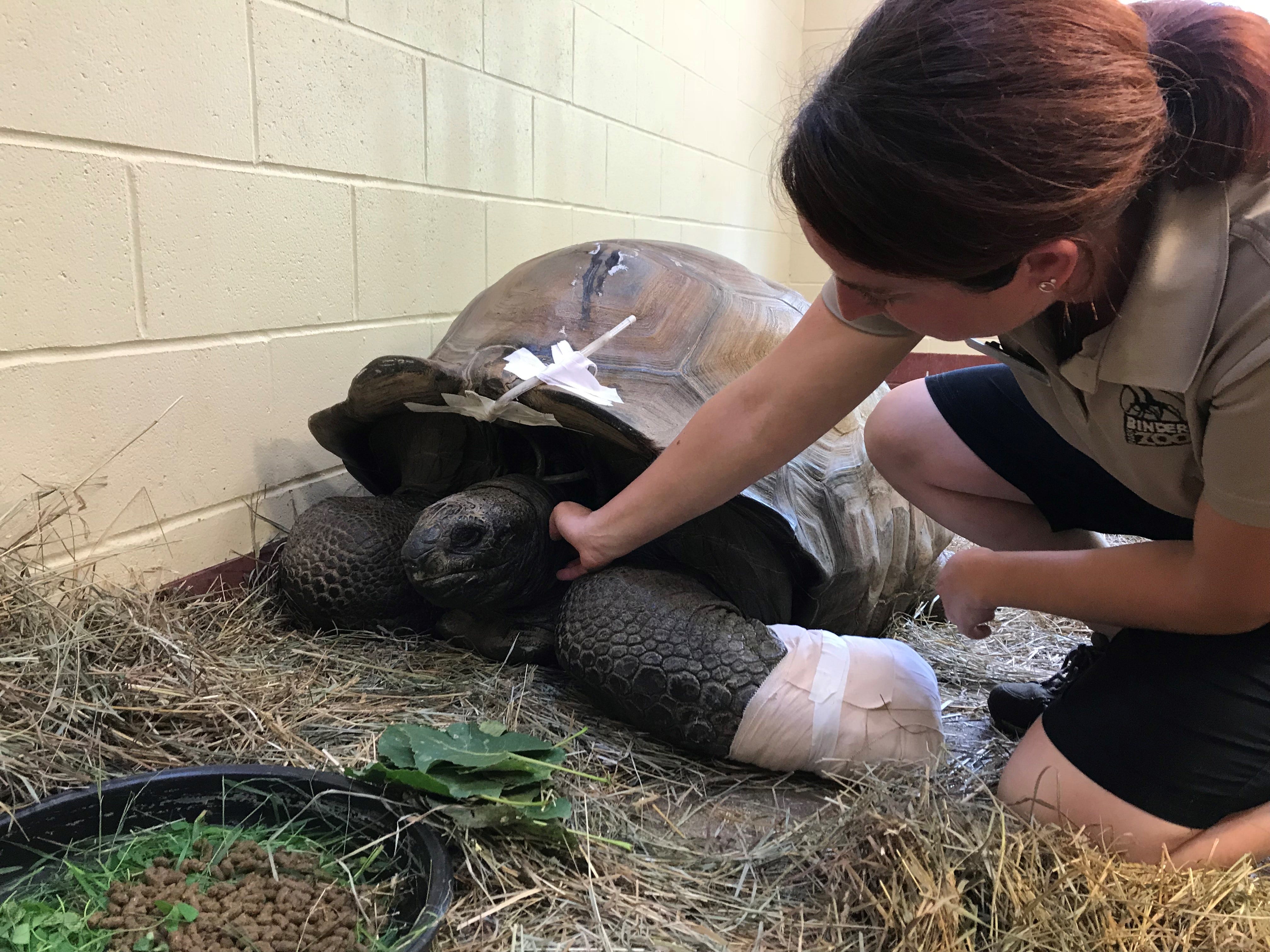 Binder Park Zoo's oldest resident, Al the tortoise, on the mend