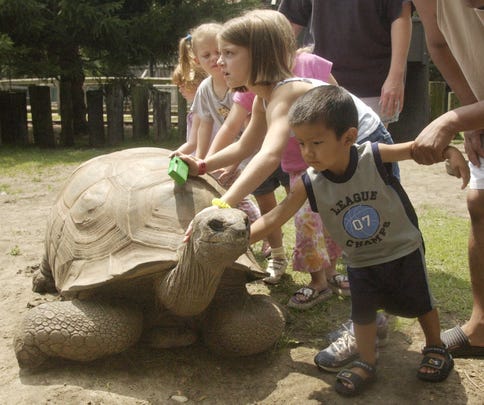 In this 2003 photo, Al the Aldabra giant tortoise stretches his neck out for soothing rubs from a bunch of kids.