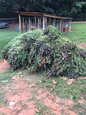 Marijuana plants connected to a growing bust in Greer.