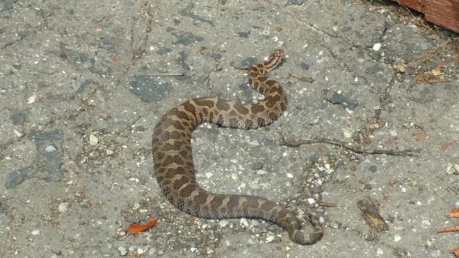 Pinckney Woman Recovering After Bite From Rattlesnake In Her Yard