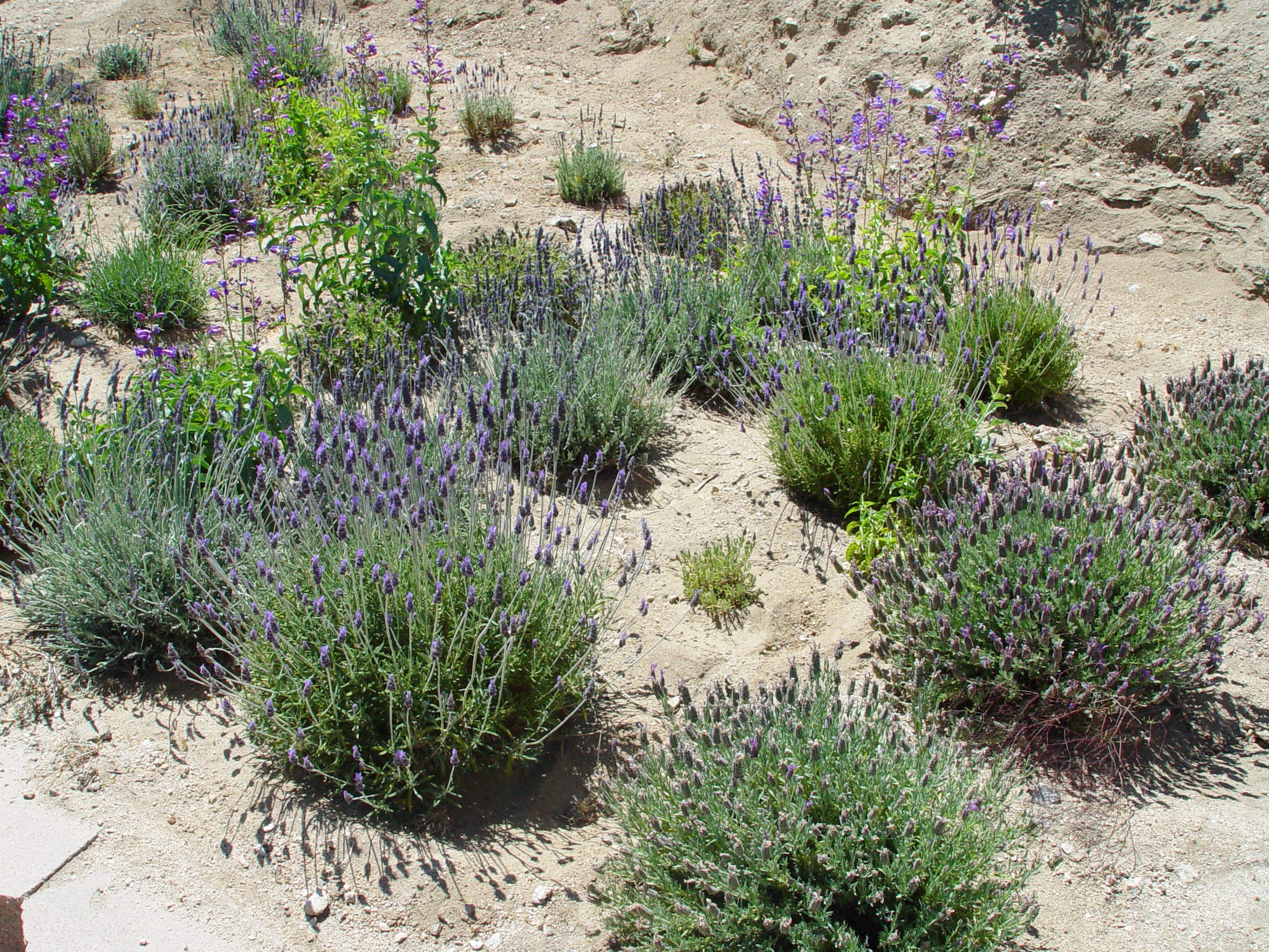 Here S How To Grow An Herb Garden In The Southern California Desert