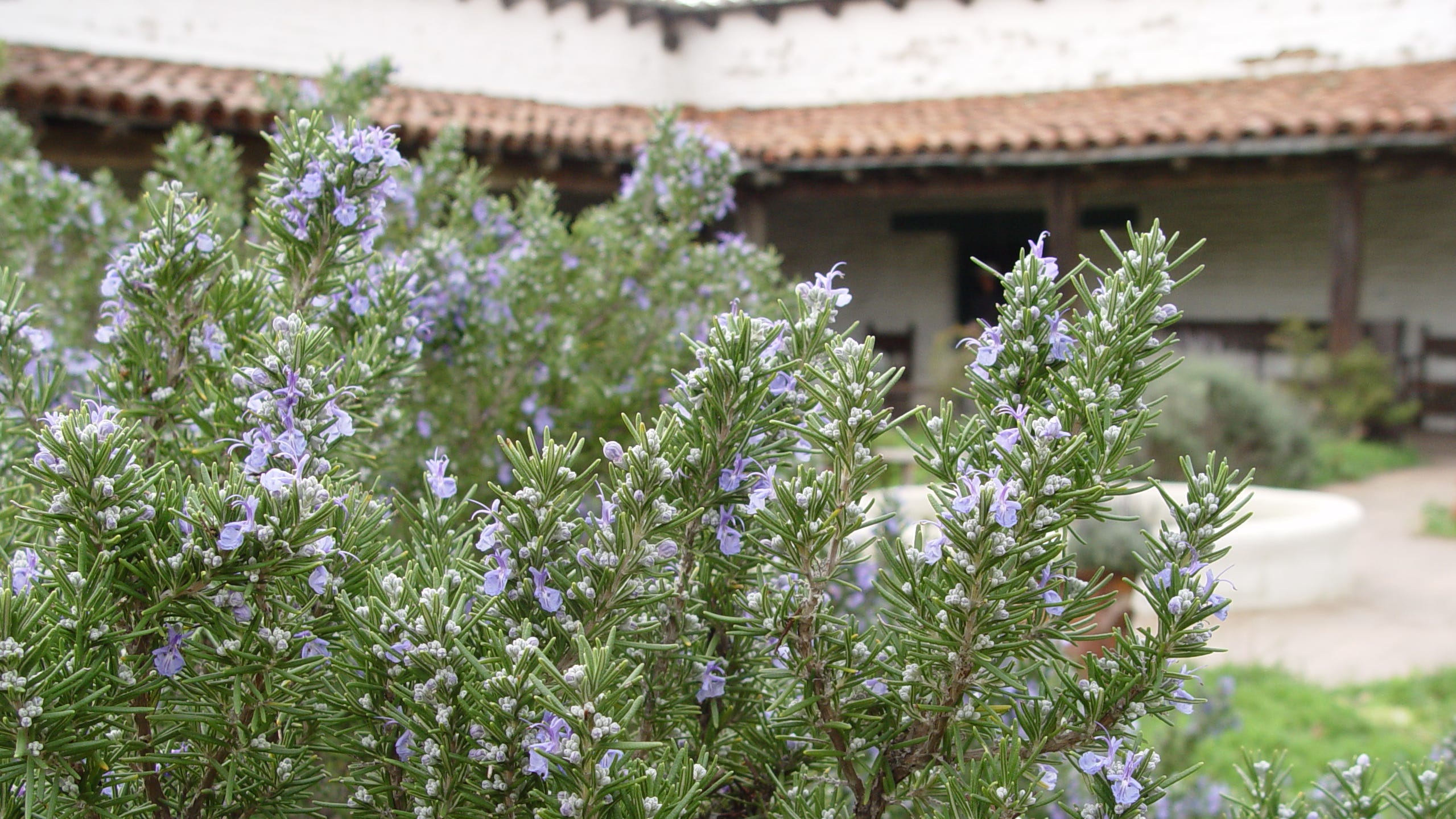 Here S How To Grow An Herb Garden In The Southern California Desert