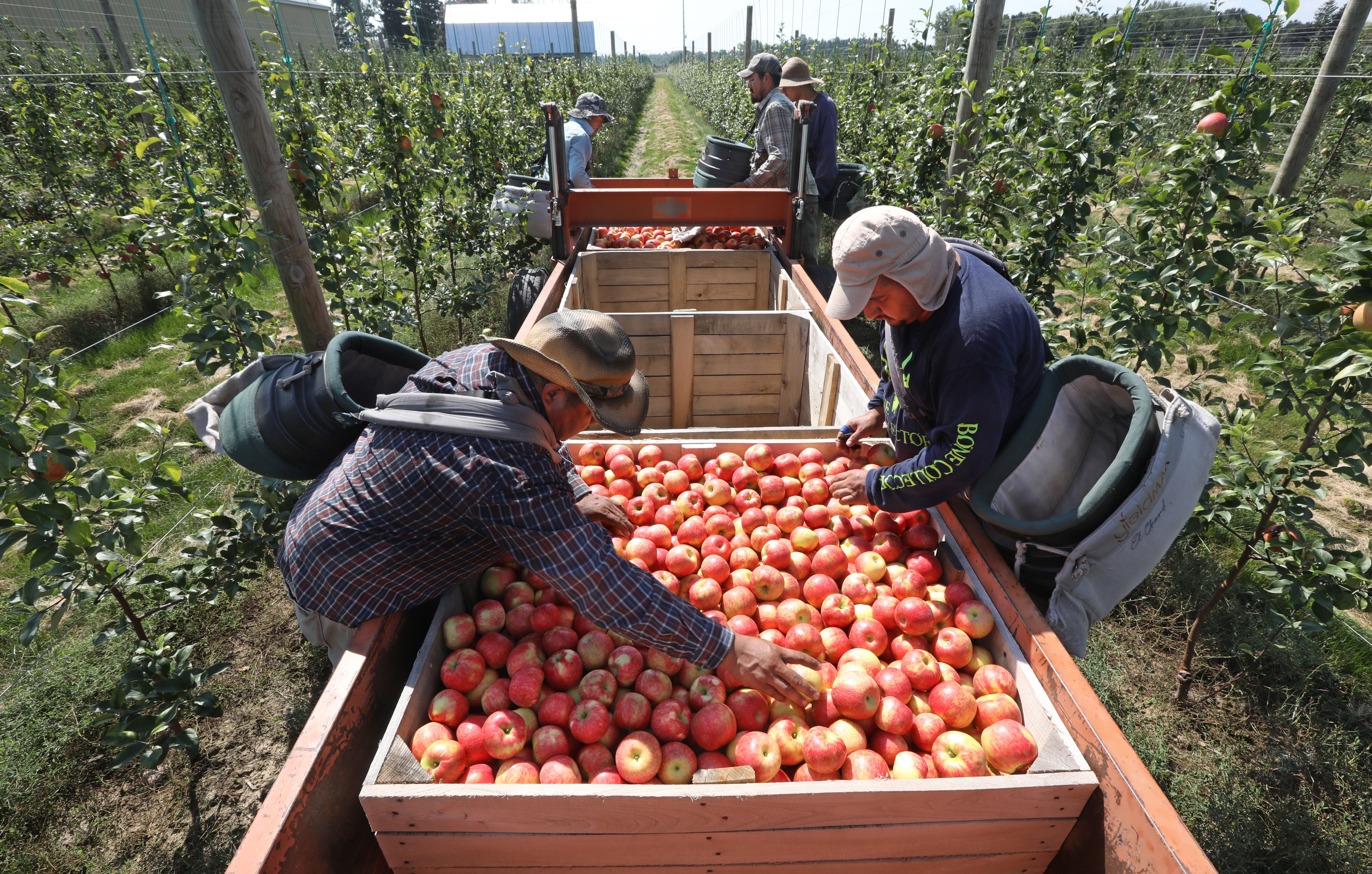 Honeycrisp apple picking gets an earlier start in Rochester NY in 2018