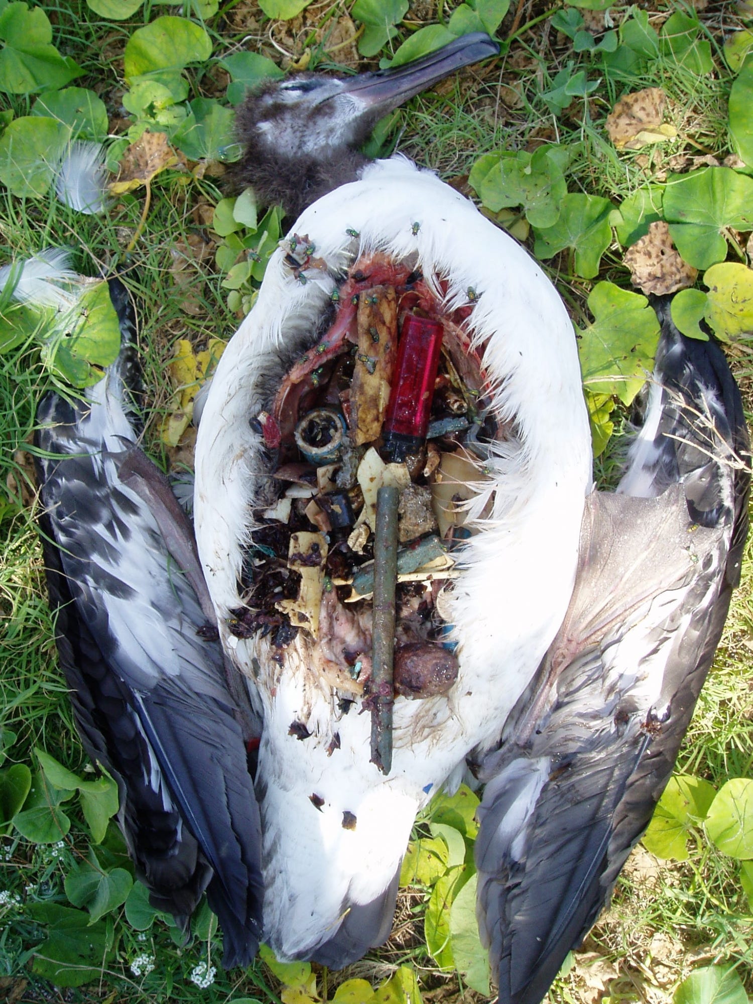 A deceased Laysan Albatross lies on the ground in Midway Atoll, with an exposed stomach filled with debris it consumed around its coastal habitat. Marine animals cannot digest debris and often die due starvation.