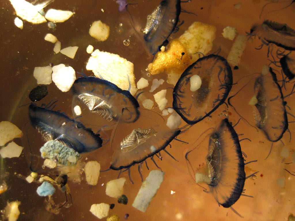 North Pacific Ocean Gyre collections from Scripps Institution of Oceanography scientists aboard the SEAPLEX voyage August 10 revealed small jellyfish (Velella velella) with lots of plastic.