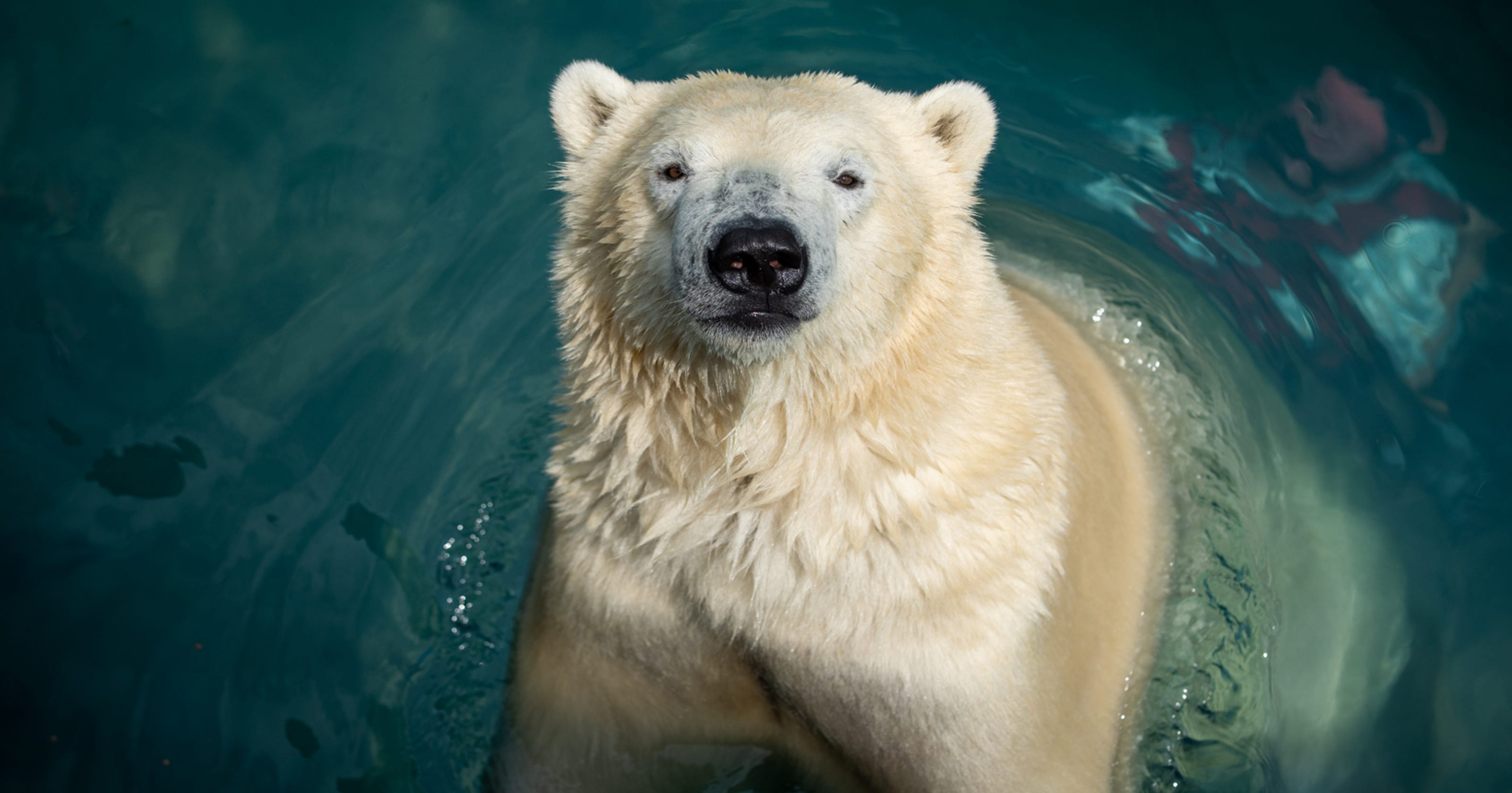 flip a zoo polar bear