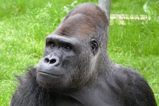 Image result for gorilla