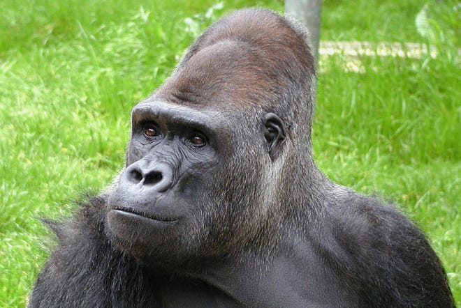 Ndume the gorilla