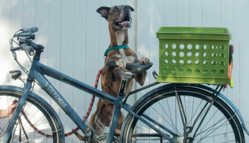 Animal Shelters Near Me Phone Number