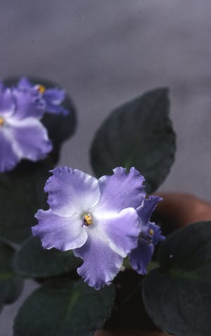 African violets are available in many flower colors and plant sizes. See them all at the statewide show at Kingwood on Friday and Saturday.
