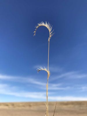 Blue grama (Bouteloua gracilis), the state grass of New Mexico, photographed in November 2017 near Carson National Forest.