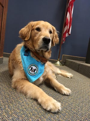 Bruin, the newest member of the St. Clair County Prosecuting Attorney Victims Rights office, sits in Judge Michael West's courtroom while it is empty Thursday.