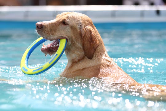 Zoie, un labrador amarillo, recupera su tope de entrenamiento durante la competición de saltos X-Treme Perros aire abierto del muelle en la Feria Estatal de Oregón en Salem el jueves 30 de agosto, 2018.