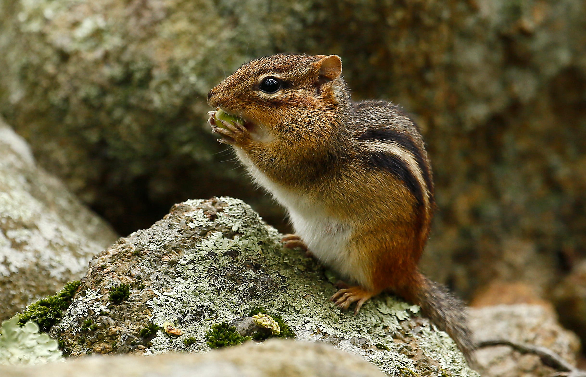 Chipmunks in NJ Experts talk increase in population