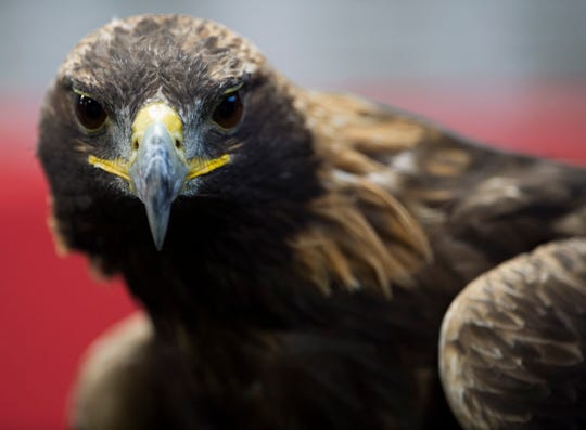 Auburn Asu Will Get Ugly If No 7 Tigers Walk The Walk They