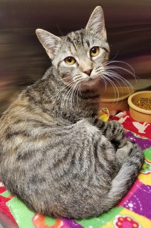 Mabel was brought into the shelter as a stray when she was a little kitten. She’s now 1 year old, and growing up in a shelter. Mabel is a really sweet girl who loves to play with her mouse toy, and would make someone a wonderful companion.