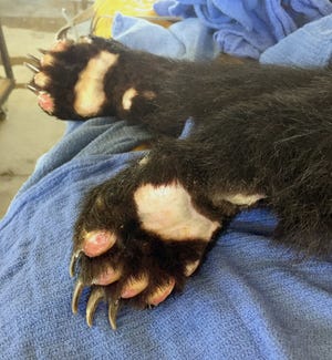 New skin nearly completely covers the front paws of the Carr Fire bear and she no longer needs fish bandages on her front feet. Her back paws, which were more severely burned in the blaze at Whiskeytown, still required the tilapia-skin treatment.