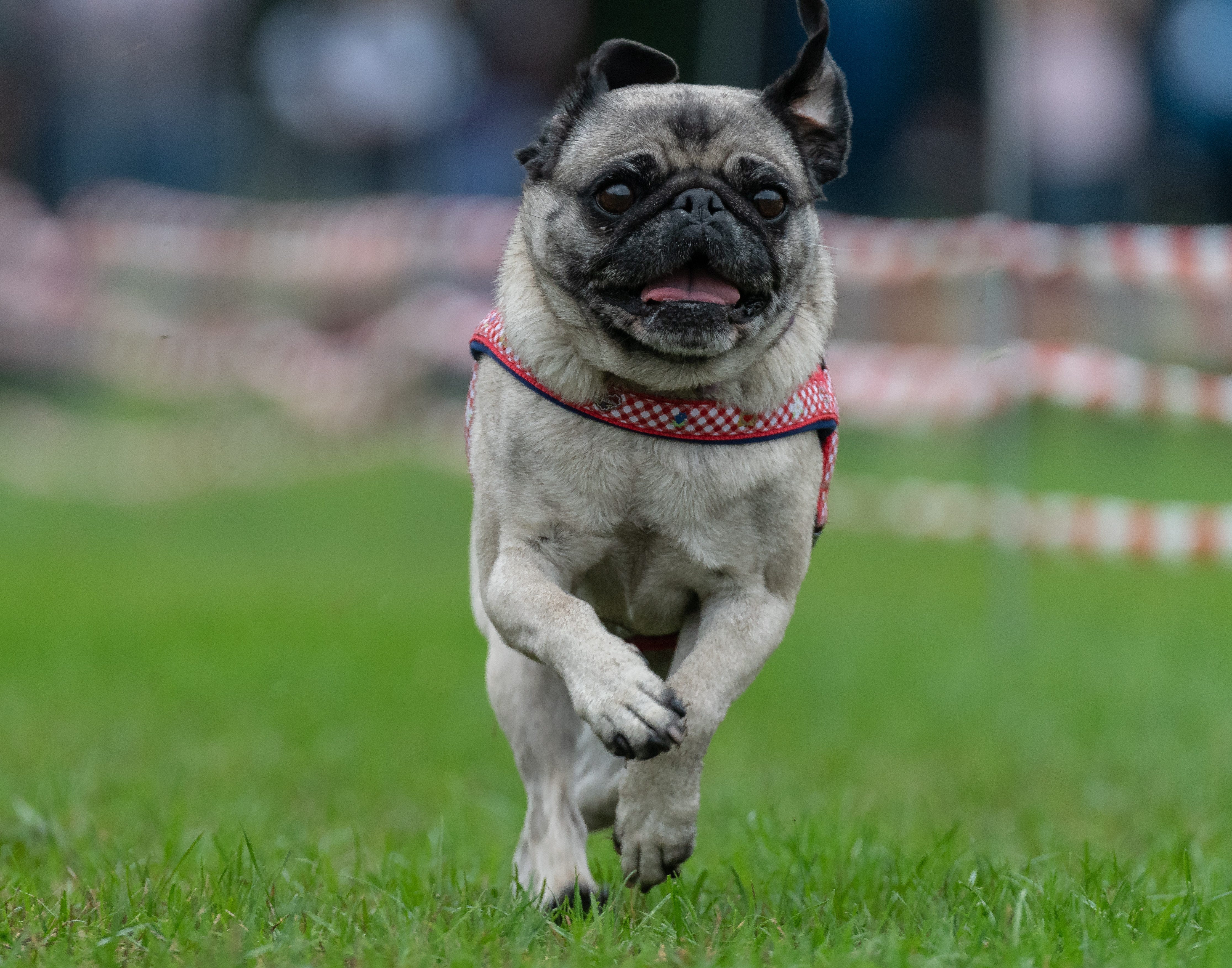 A puppy pug runs on a grass pitch during the 8th Southern German pug and bulldog race in Wernau, southern Germany, on Sept. 2.