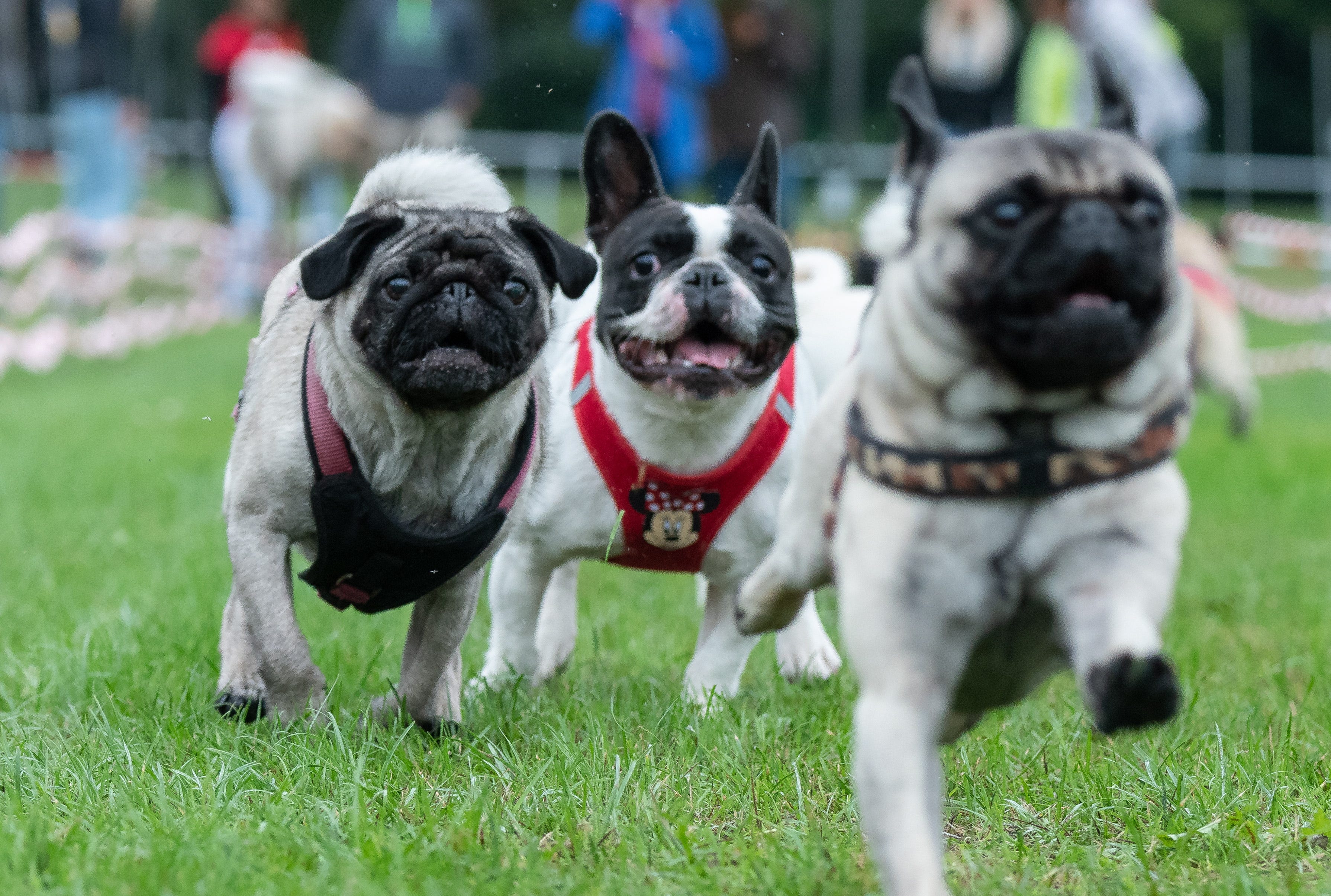 racing pugs
