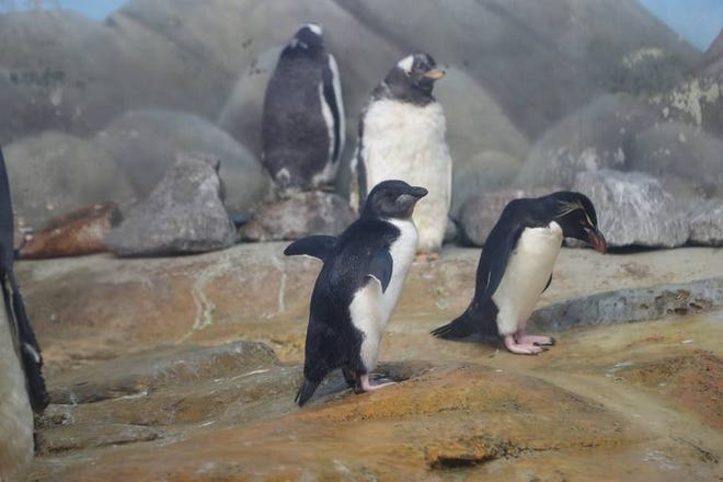 Two rockhopper penguin chicks made their public debut at Penguin Coast inside the Riverbanks Zoo and Botanical garden on Aug. 31.