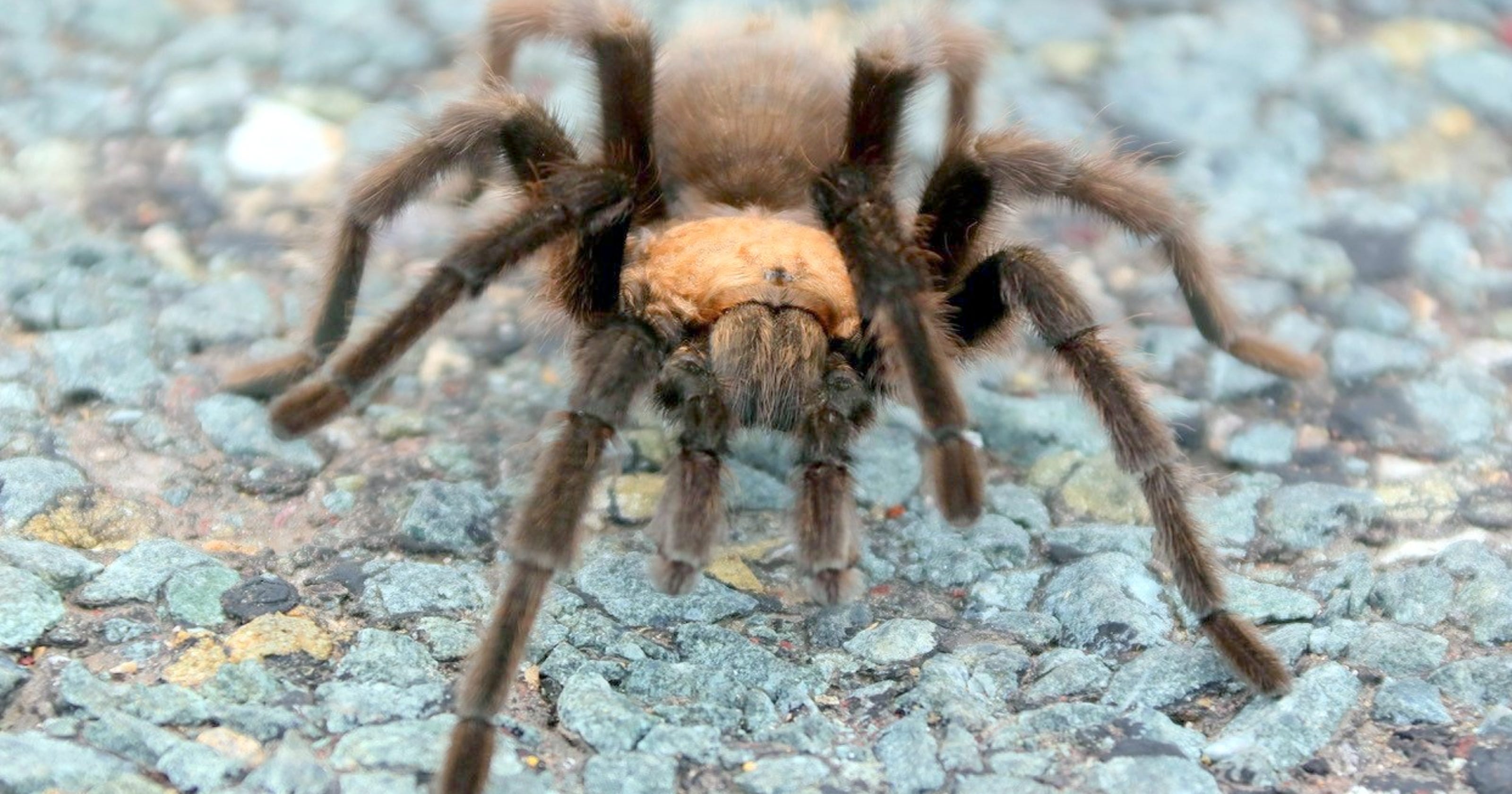 The Annual Fall March Of Amorous Male Tarantulas Is Underway 