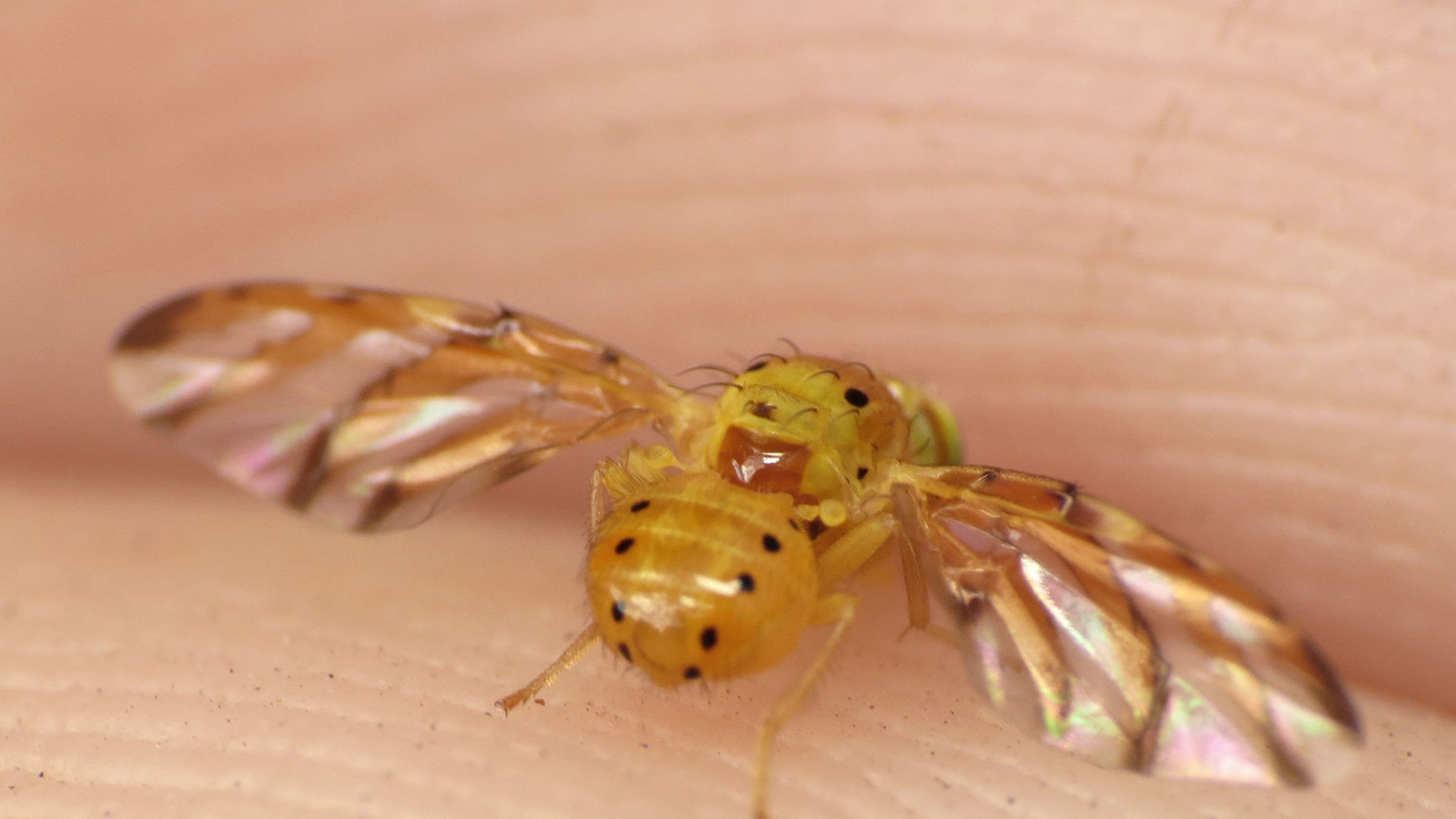Flying insects, food debris on equipment, and mold in ice found during ...
