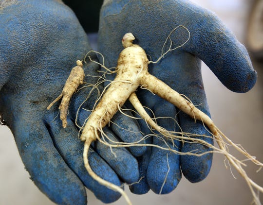 Get in touch with a popular root during Wausau's International Wisconsin Ginseng Festival Sept. 14-16.