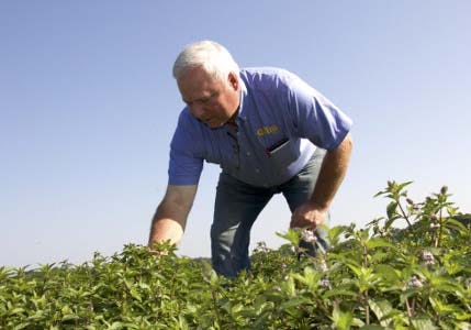 Like his great-grandfather, Richard Gumz raises mint, along with carrots, onions and potatoes, at his farm near Endeavor, Wisconsin. One acre of Wisconsin mint supplies enough mint flavoring for 50,000 to 80,000 tubes of toothpaste.