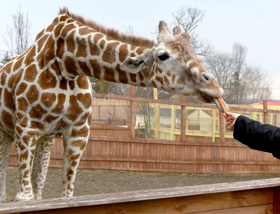 Tajiri, the giraffe born to April and Oliver in April 2017, celebrated his first birthday April 15, 2018, at Animal Adventure Park in Harpursville, New York. Tajirii will be moving to a facility outside of Raleigh, North Carolina, in October 2018.