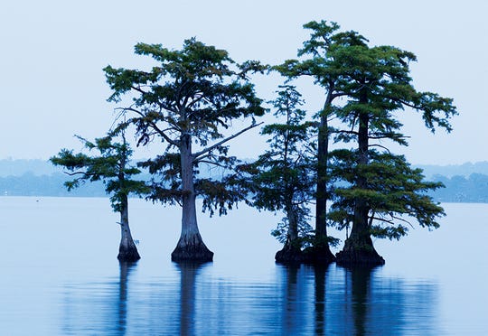 Stunning Scenery Greets Visitors At Reelfoot Lake