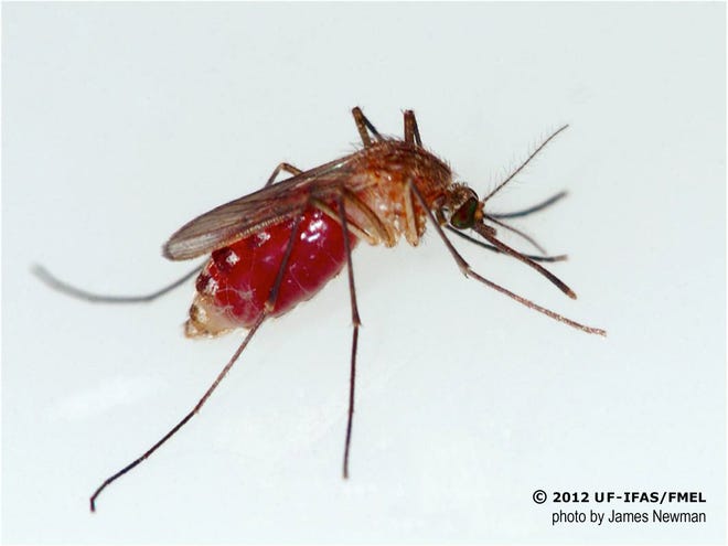 A Culex quinquefasciatus, or southern house mosquito. University of Florida researchers at the Florida Medical Entomology Laboratory in Vero Beach have found that the West Nile virus had interesting and unexpected affects on the mosquito's lifespan.