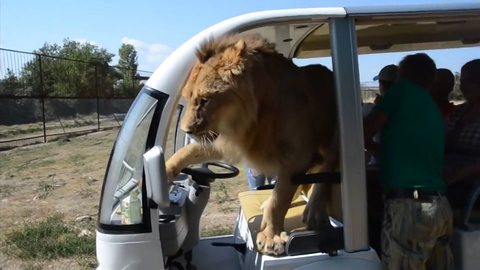 lion jumps on safari truck